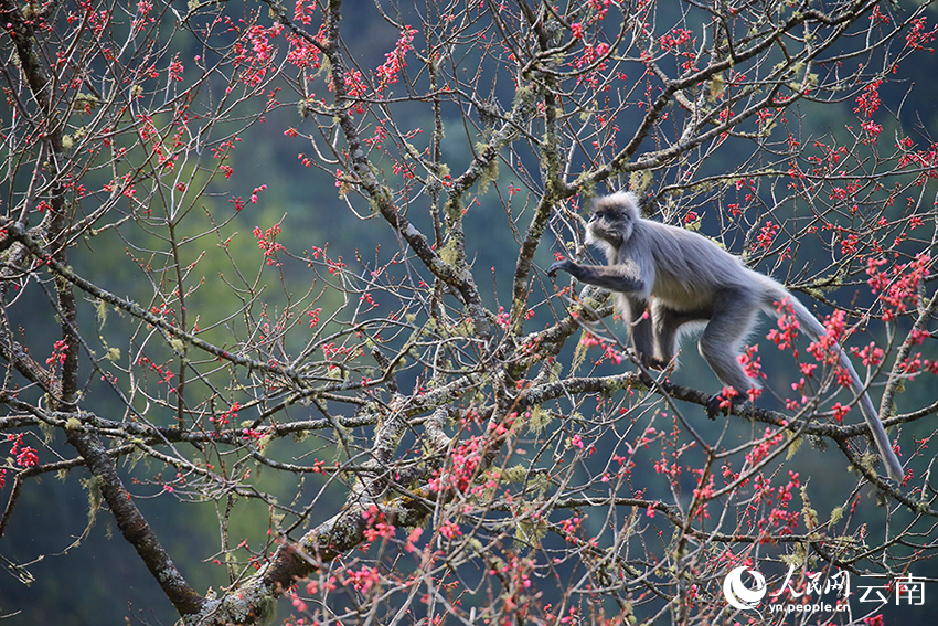 Over 100 rare monkeys feast on winter cherry blossoms in SW China's Yunnan
