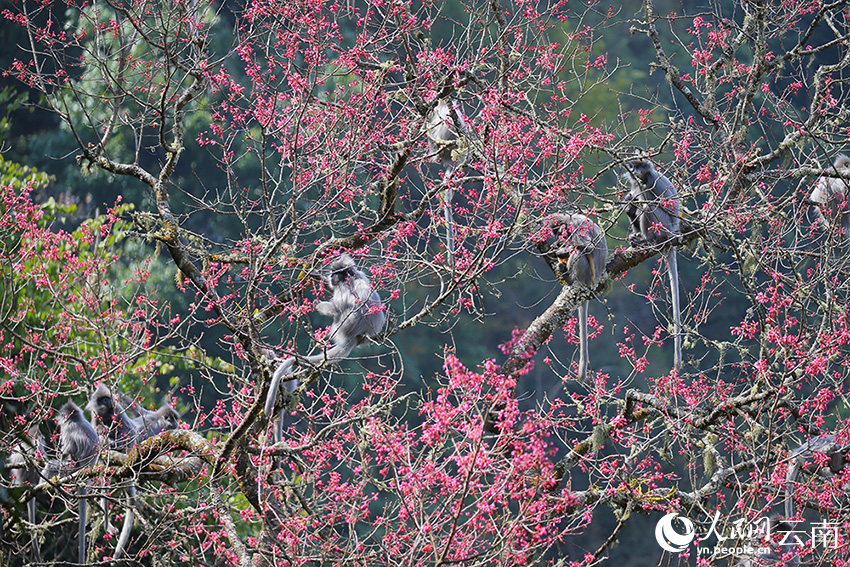 Over 100 rare monkeys feast on winter cherry blossoms in SW China's Yunnan