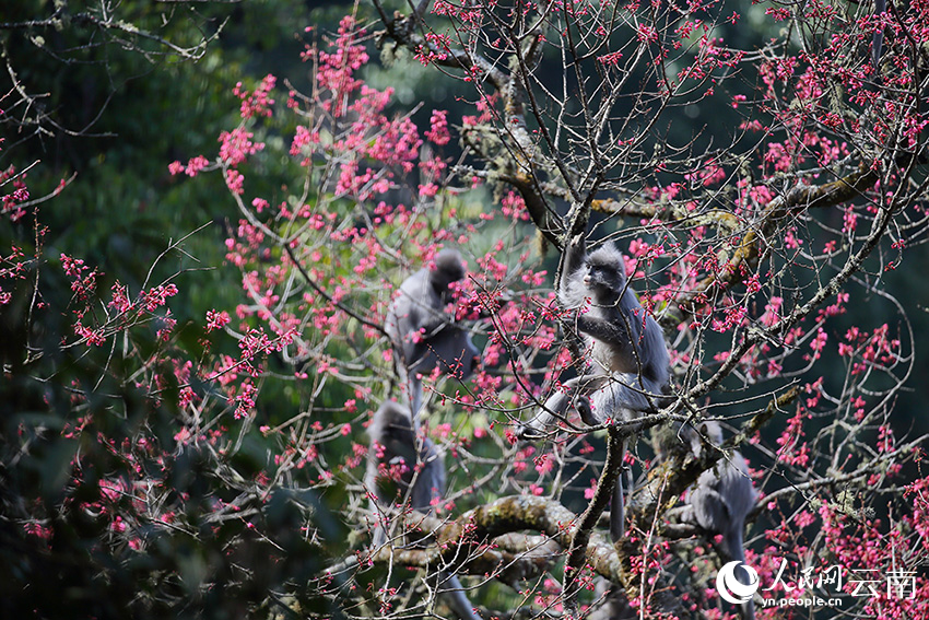 Over 100 rare monkeys feast on winter cherry blossoms in SW China's Yunnan