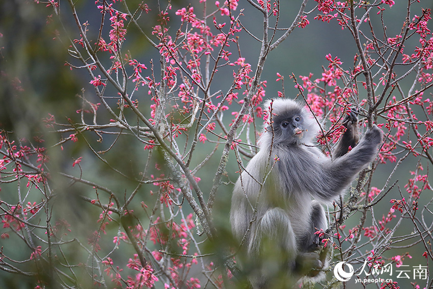 Over 100 rare monkeys feast on winter cherry blossoms in SW China's Yunnan