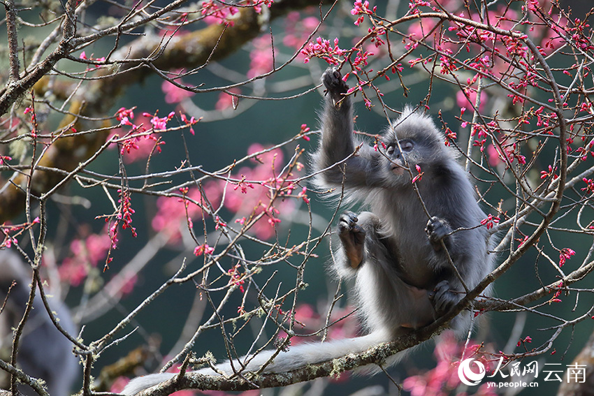 Over 100 rare monkeys feast on winter cherry blossoms in SW China's Yunnan