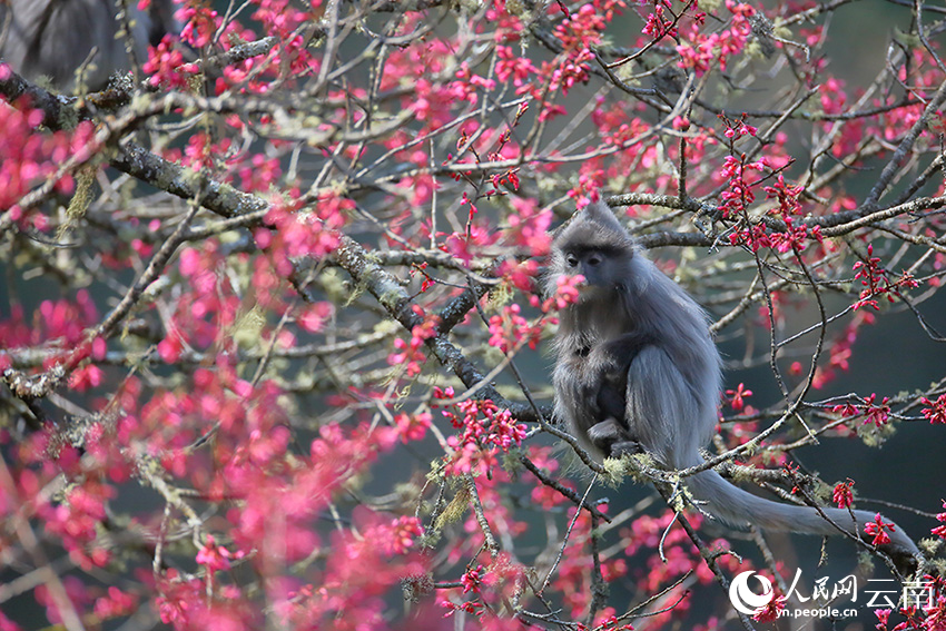Over 100 rare monkeys feast on winter cherry blossoms in SW China's Yunnan