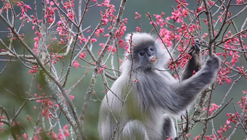 Over 100 rare monkeys feast on winter cherry blossoms in SW China's Yunnan 	 	Recently, more than 100 Indochinese gray langurs, a rare primate species under national first-class protection in China, were seen feasting on delicate winter cherry blossoms in Wuliangshan National Nature Reserve in southwest China's Yunnan Province.