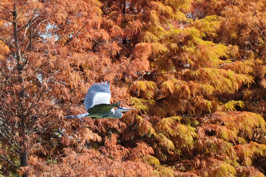 Vibrant bald cypresses brighten winter in Xiamen, SE China's Fujian