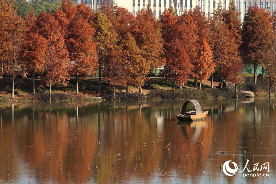 Vibrant bald cypresses brighten winter in Xiamen, SE China's Fujian
