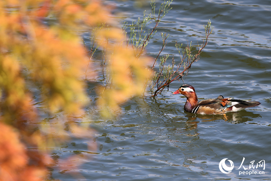 Vibrant bald cypresses brighten winter in Xiamen, SE China's Fujian