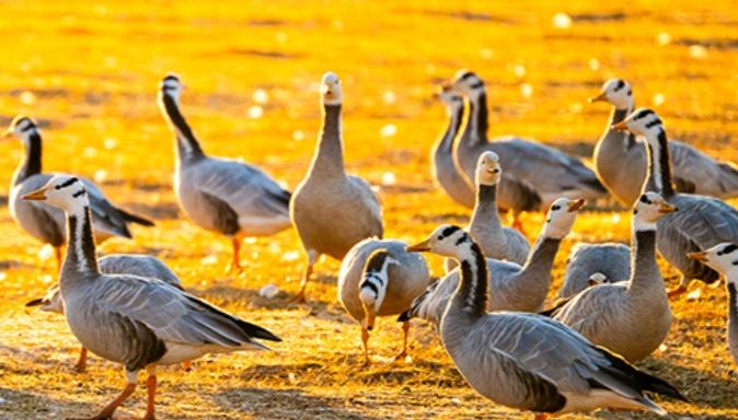 Lashihai wetland park: A vital haven for migratory birds in SW China's Yunnan 	 	The Lashihai wetland park in Lijiang, southwest China's Yunnan Province, has welcomed tens of thousands of wintering migratory birds, during the winter. As a key stopover and wintering site along the western route for migratory birds in China, the Lashihai wetland park provides habitat for a large number of migratory birds, including black-necked cranes. 