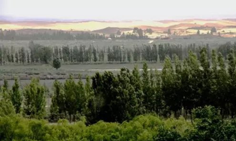 Tree-lined Engebei after years of desertification control