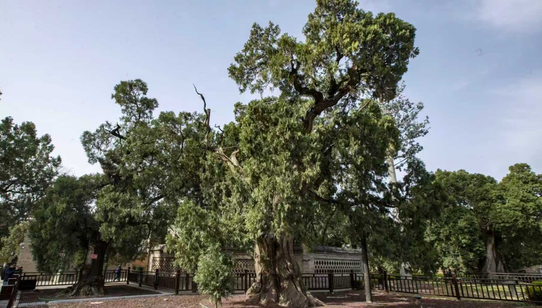 Millennium-old cypresses carry culture across generations 	 	Enter the Cangjie Temple in Baishui county, Weinan, northwest China's Shaanxi province, and an imposing cypress immediately commands attention. Its trunk is so broad that five or six people could barely encircle it. Its weathered bark drapes in ribbons, the varied striations reading like a record of time.