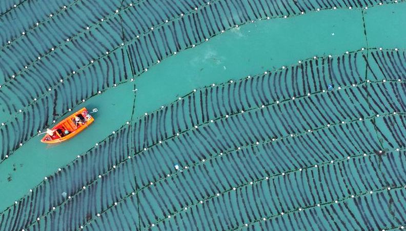 Shandong builds marine farms to enrich "blue food depot" 	 	A nationwide surge in rural cultural and sports activities is reshaping China's countryside, offering new insight into the country's path toward modernization. Events such as the Village Basketball League and Village Super League in southwest China's Guizhou province have drawn passionate crowds, while in Zhejiang, farmers take center stage at "village galas," performing self-written shows to enthusiastic applause.
