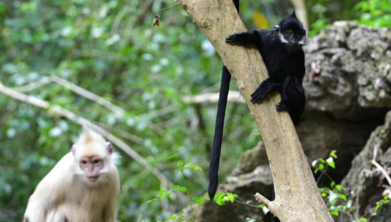 Border county in Guangxi turns ecological assets into tourism goldmine 	 	Daxin county, located along the China-Vietnam border in south China's Guangxi Zhuang Autonomous Region, has capitalized on its rich ecological resources to cultivate a distinctive tourism brand centered on monkey and bird watching. By embracing eco-tourism, the county has shifted from being a brief stopover to becoming a sought-after destination, charting a path toward high-quality development.
