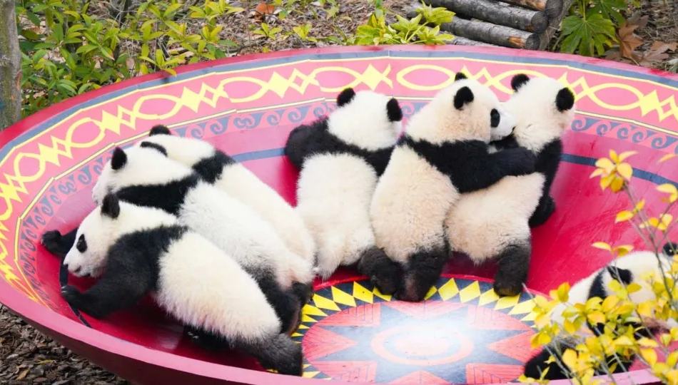 12 giant panda cubs make public debut in SW China's Chengdu ahead of Chinese New Year 	 	South China's tech hub of Shenzhen, home to the leading global drone maker DJI, has to date opened a total of 310 low-altitude logistics routes, with 82 new routes added in 2025, according to the ongoing annual session of the municipal people's congress. 