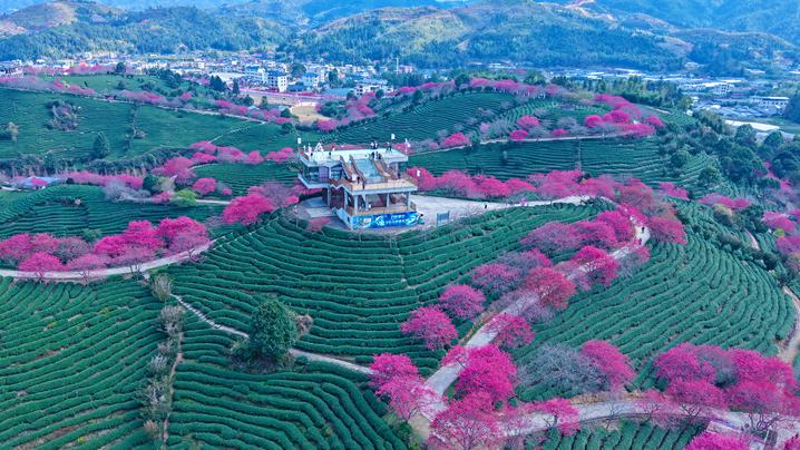 Cherry blossoms attract tourists to tea garden in SE China's Fujian