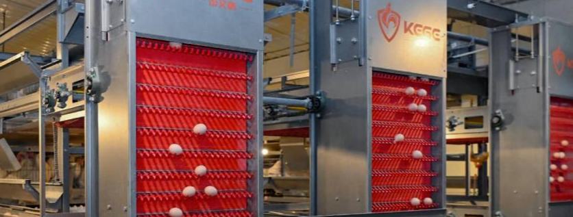 Technological drives modernization in China's egg industry