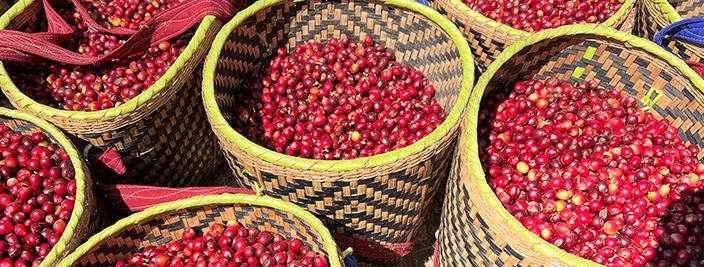 Lincang in SW China's Yunnan cultivates thriving coffee industry