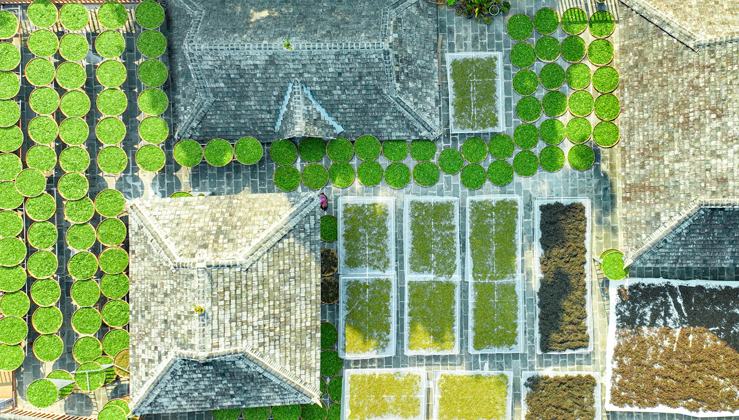 Farmers sun-dry spring tea leaves on Jingmai Mountain in SW China's Yunnan 	 	Flat bamboo baskets filled with freshly picked spring tea leaves line the rooftops on Jingmai Mountain in Pu'er, southwest China's Yunnan Province, a tradition reflecting the accumulated wisdom of communities that have lived alongside tea forests for over 1,000 years.