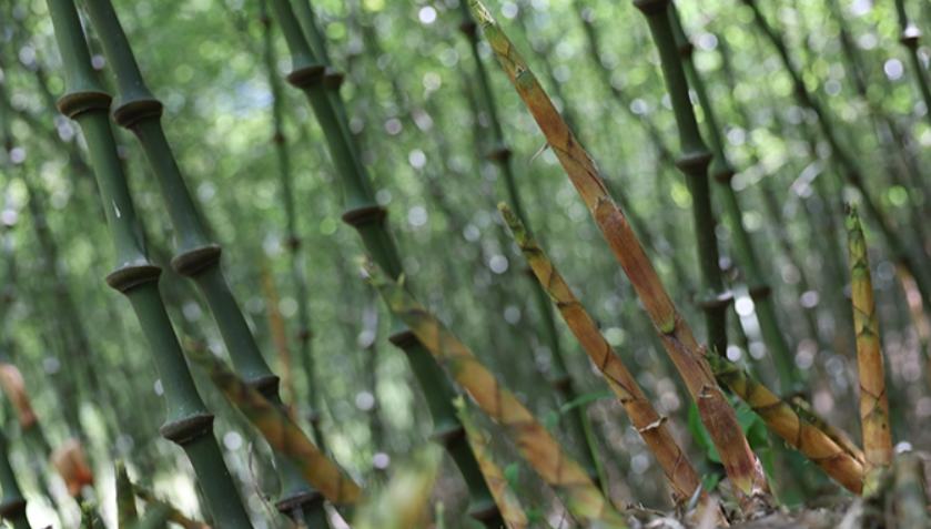 Bamboo generates wealth for villagers in SW China's Yunnan 	 	A conference on the high-quality development of the Qiong bamboo industry was held in Daguan county, Zhaotong city, southwest China's Yunnan Province, on April 11, 2026. Experts, scholars, and industry insiders from China's bamboo industry gathered in the hometown of Qiong bamboo to discuss the industry's development and explore strategies for boosting local prosperity and improving livelihoods.