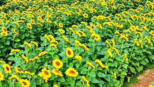 Sea of sunflowers blooms in SW China's Yunnan        