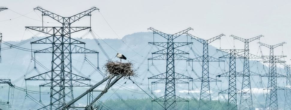 Endangered Oriental storks spotted raising chicks at Chaohu Lake in E China's Anhui for first time