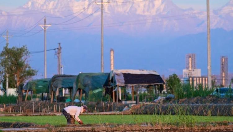 Farmers transplant rice seedlings in China's Xinjiang 	 	A farmer transplants rice seedlings in a paddy field with the Tianshan Mountains in the background in Midong District, Urumqi, northwest China's Xinjiang Uygur Autonomous Region, May 18, 2026.