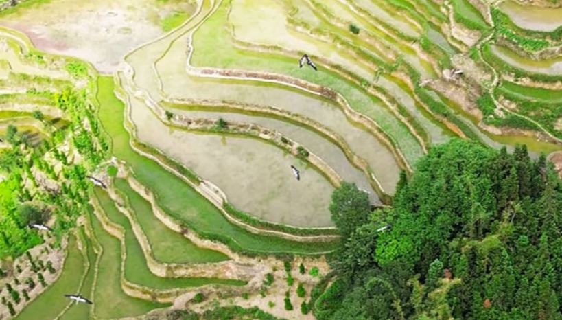 Asian openbill storks spotted in Honghe Hani Rice Terraces in SW China's Yunnan 	 	A flock of Asian openbill storks, a national second-class protected species in China, was recently seen soaring above the UNESCO-recognized Honghe Hani Rice Terraces in Honghe county, southwest China's Yunnan Province. 