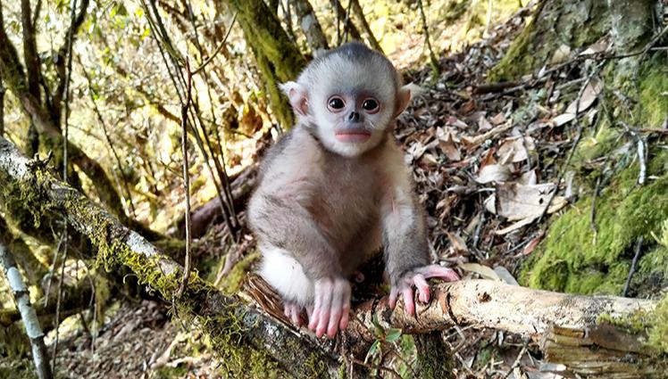 Camera traps capture thriving population of Yunnan snub-nosed monkeys 	 	A number of newborn Yunnan snub-nosed monkeys were spotted at the Yunlong Tianchi National Nature Reserve in southwest China's Yunnan Province, according to footage captured by the reserve's outdoor monitoring equipment.