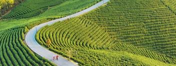 Anji's low-carbon tea industry gains international recognition