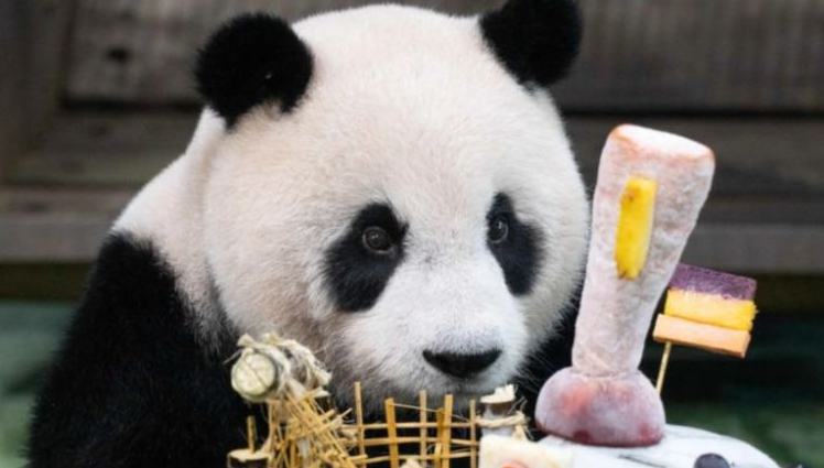 Giant panda Yuan Zai celebrates 13th birthday in China's Taiwan 	 	Giant panda Yuan Zai is seen during a birthday party at Taipei Zoo in Taipei, southeast China's Taiwan, July 6, 2026. Taipei's beloved panda star Yuan Zai, the first giant panda born in Taiwan and the offspring of a panda pair gifted by the Chinese mainland, celebrated her 13th birthday on Monday with a soccer-themed feast at Taipei Zoo.