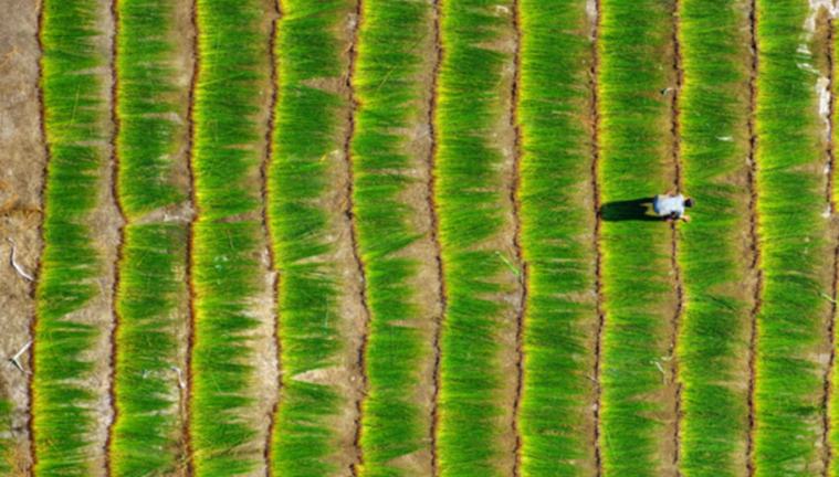 Soft rush crop generates wealth in village in E China's Jiangxi 	 	In midsummer, villagers in Hebu village, Hebu township, Linchuan district of Fuzhou, east China's Jiangxi Province, are busy harvesting and drying soft rush. Linchuan is the country's largest soft rush (Juncus effusus) producing area. 