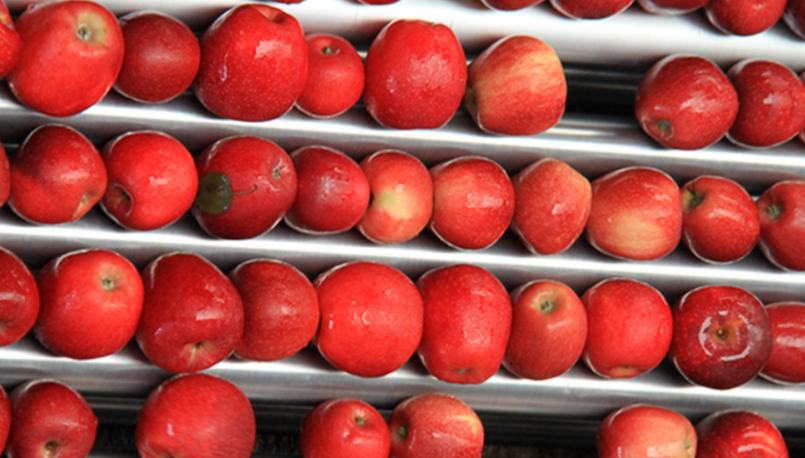 Smart technology boosts early-ripening apple harvest in SW China's Yunnan 	 	Since early August, early-ripening apples across nearly 200,000 mu (about 13,333 hectares) of orchards in Zhaotong, southwest China's Yunnan Province, have entered the peak of the harvest season. At one base run by Zhaotong Chaoyue Agriculture Co., Ltd., apples move through a smart sorting line. 