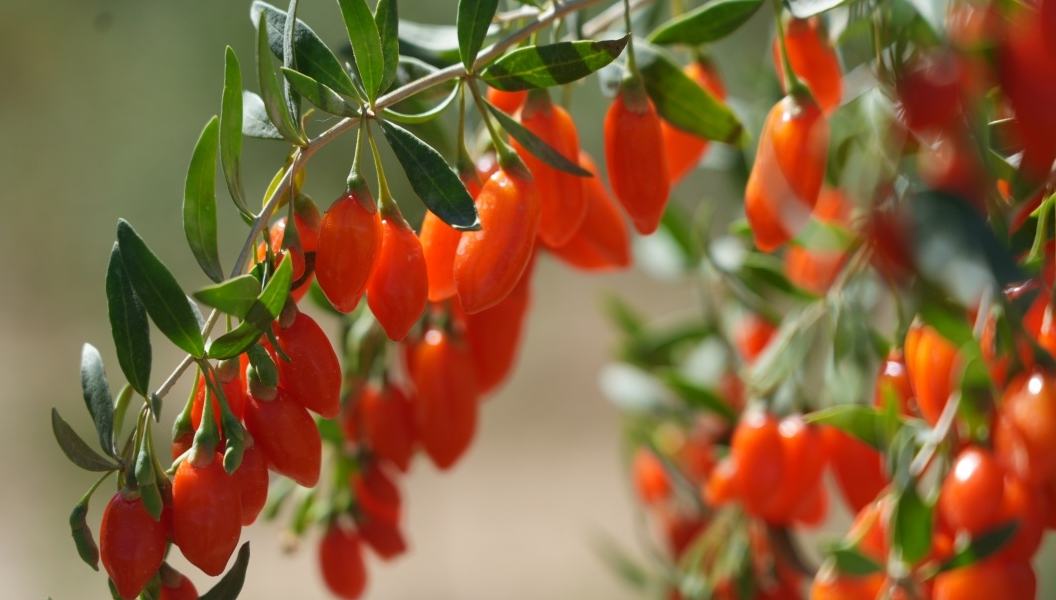 Goji berry industry thriving in NW China's Qinghai 	 	It is now harvest season for goji berries in the Qaidam Basin, northwest China's Qinghai Province. As far as the eye can see, vast stretches of goji berry fields form a sea of red stretching toward the foot of the Kunlun Mountains, with ruby-like goji berries hanging from the branches.